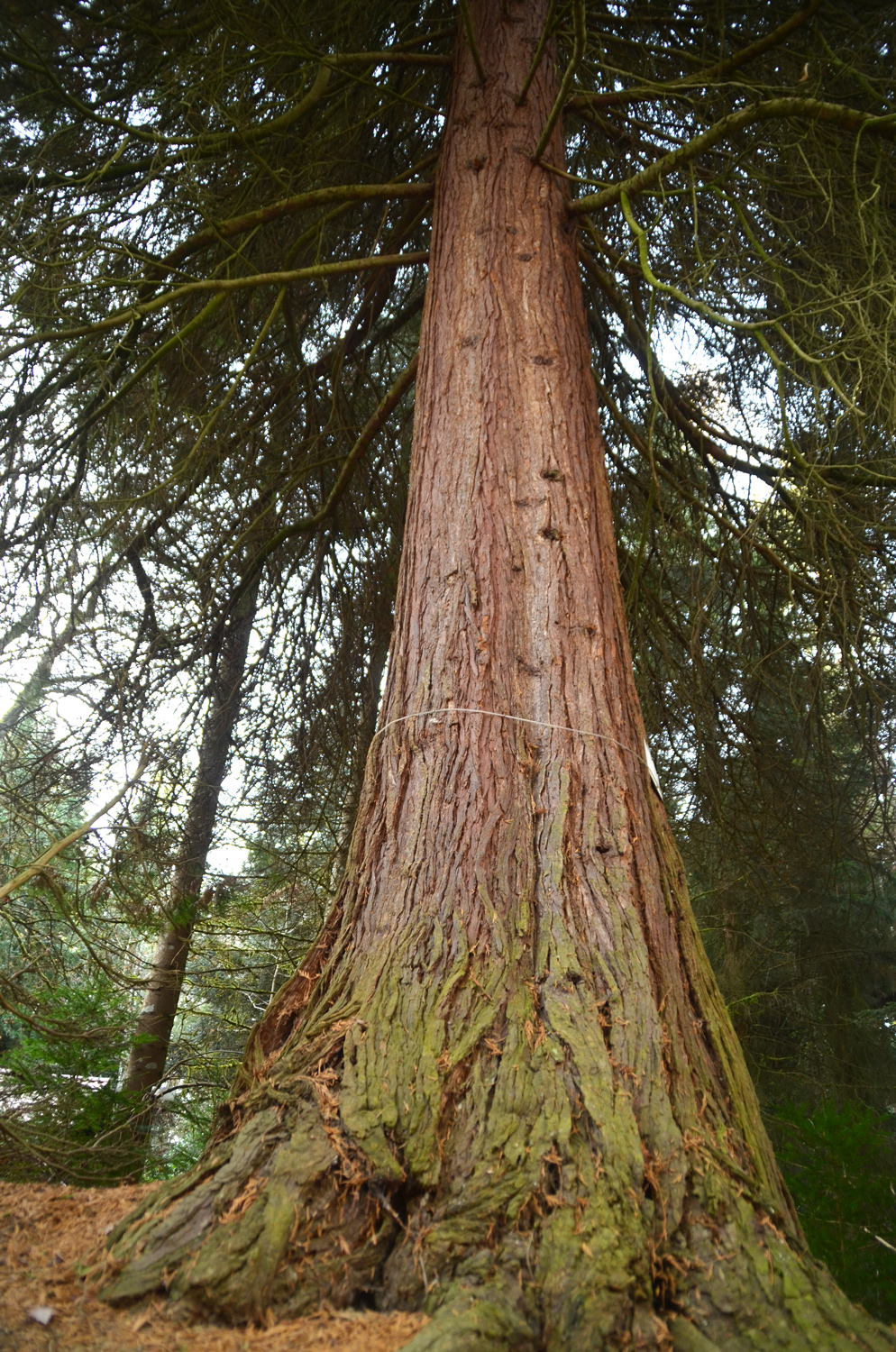 Chamaecyparis lawsoniana 'White Spot' - Metzingen - Januar 2023