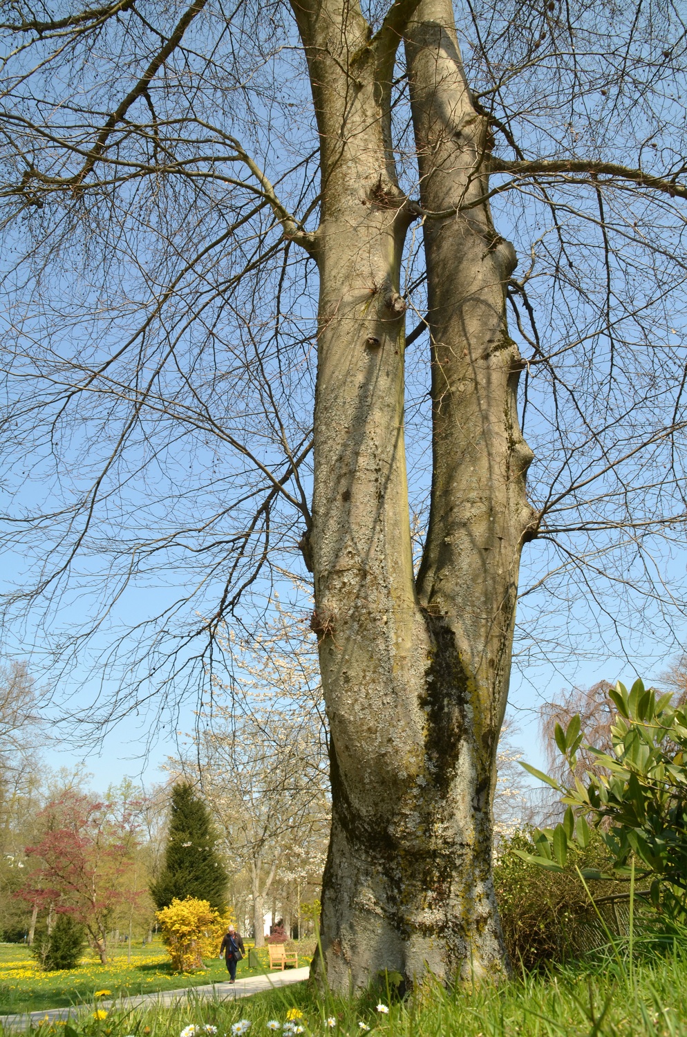 'Cuprea' Fagus sylvatica