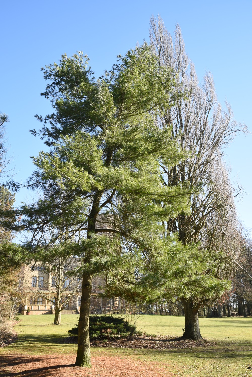 armandii Pinus