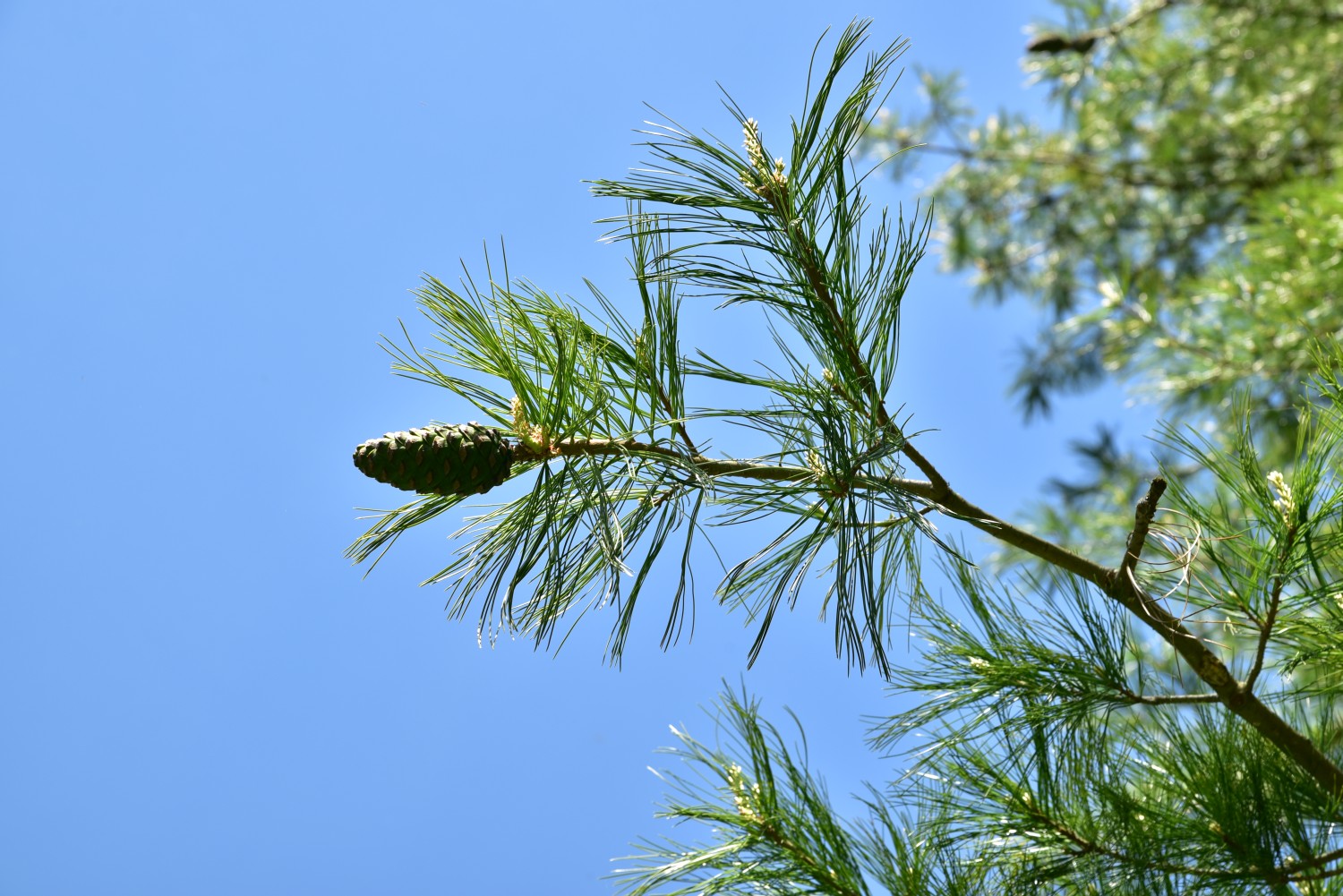 Pinus armandii - Neetzow - 2017
