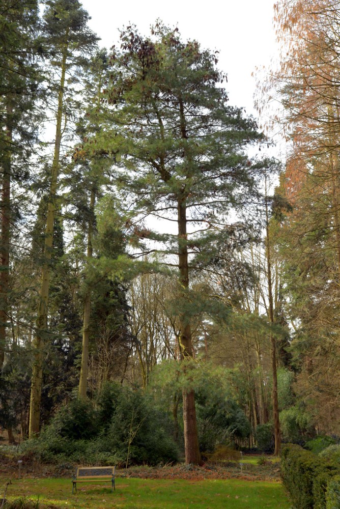 ayacahuite Pinus