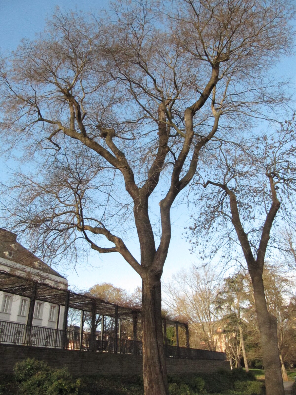 Styphnolobium japonicum - Koblenz Schlossgarten - Januar 2023