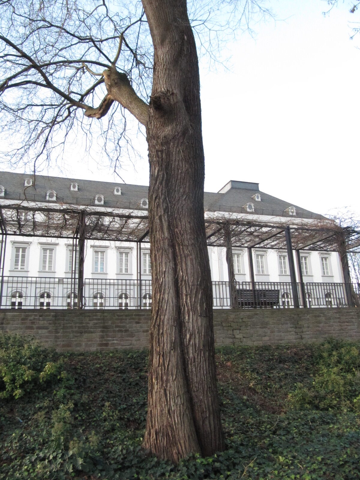 Styphnolobium japonicum - Koblenz Schlossgarten - Januar 2023
