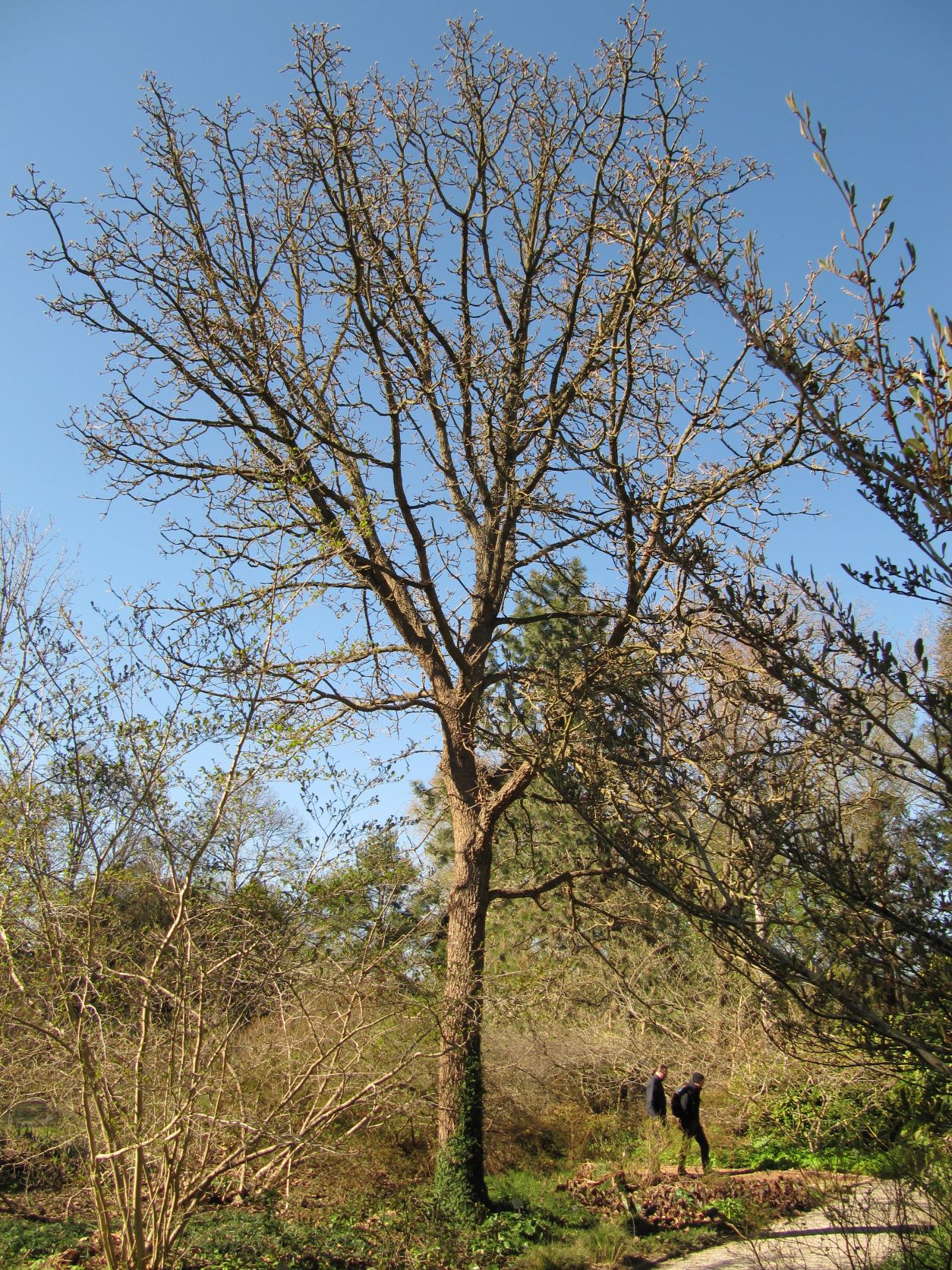 dentata Quercus