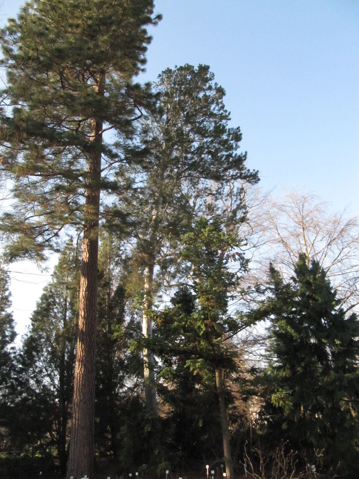 Pinus bungeana (rechts neben P. ponderosa) - Bonn - Febr. 2023