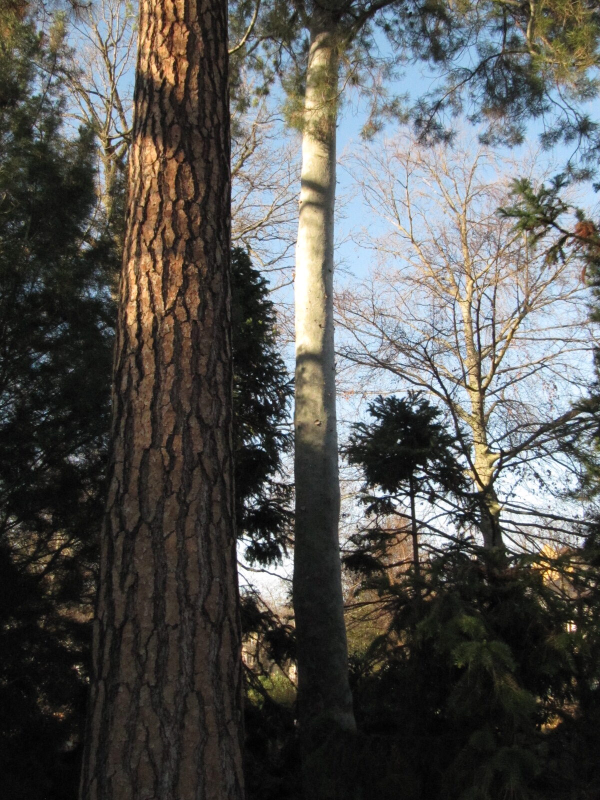Pinus bungeana (rechts neben P. ponderosa) - Bonn - Febr. 2023
