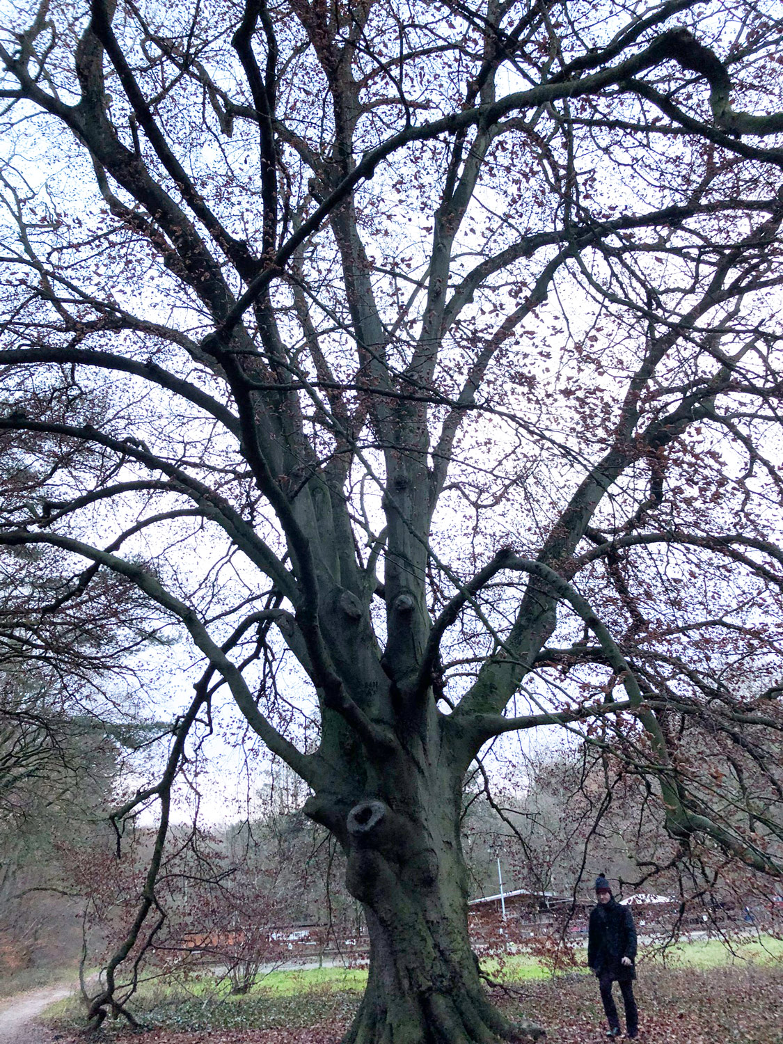 Fagus sylvatica - Hamburg-Heimfeld - Dezember 2022