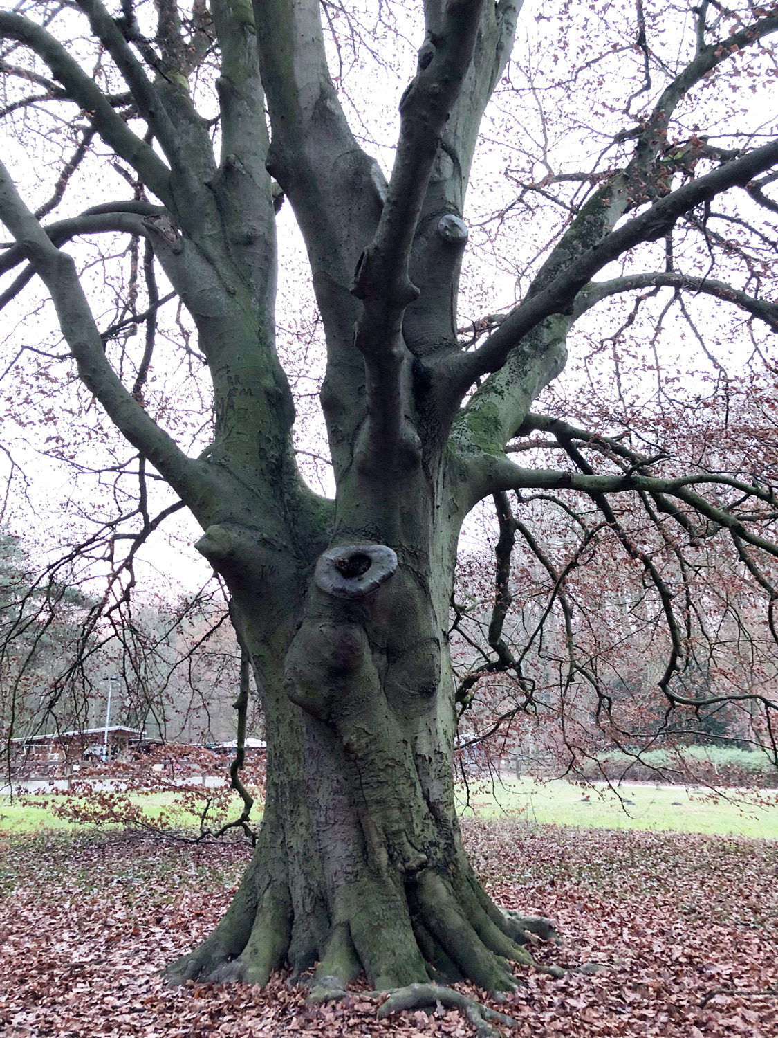 Fagus sylvatica - Hamburg-Heimfeld - Dezember 2022