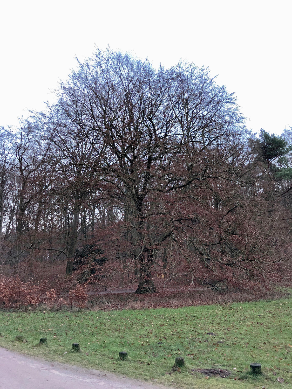 Fagus sylvatica - Hamburg-Heimfeld - Dezember 2022
