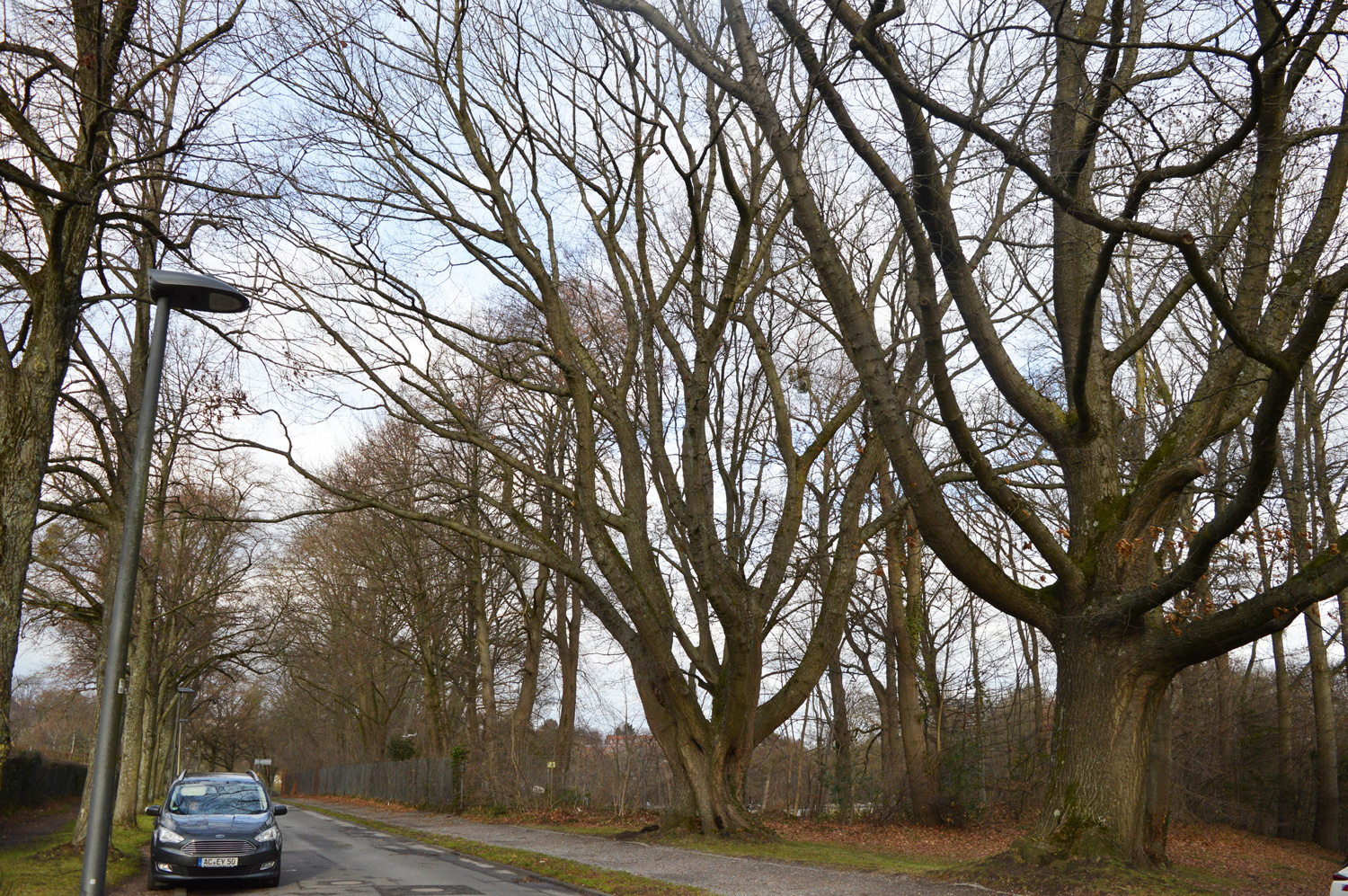 Quercus rubra - Aachen - 29.12.2022