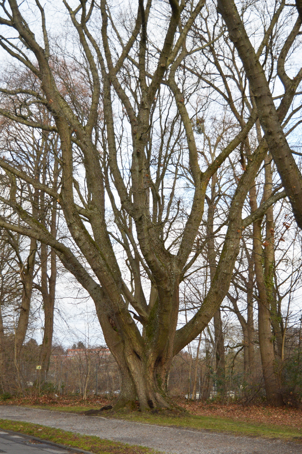Quercus rubra - Aachen - 29.12.2022