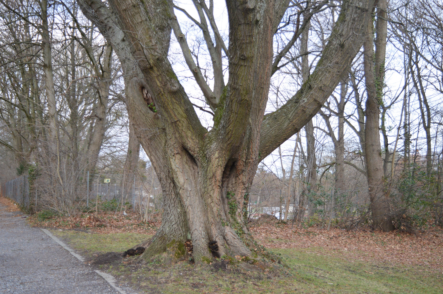 Quercus rubra - Aachen - 29.12.2022