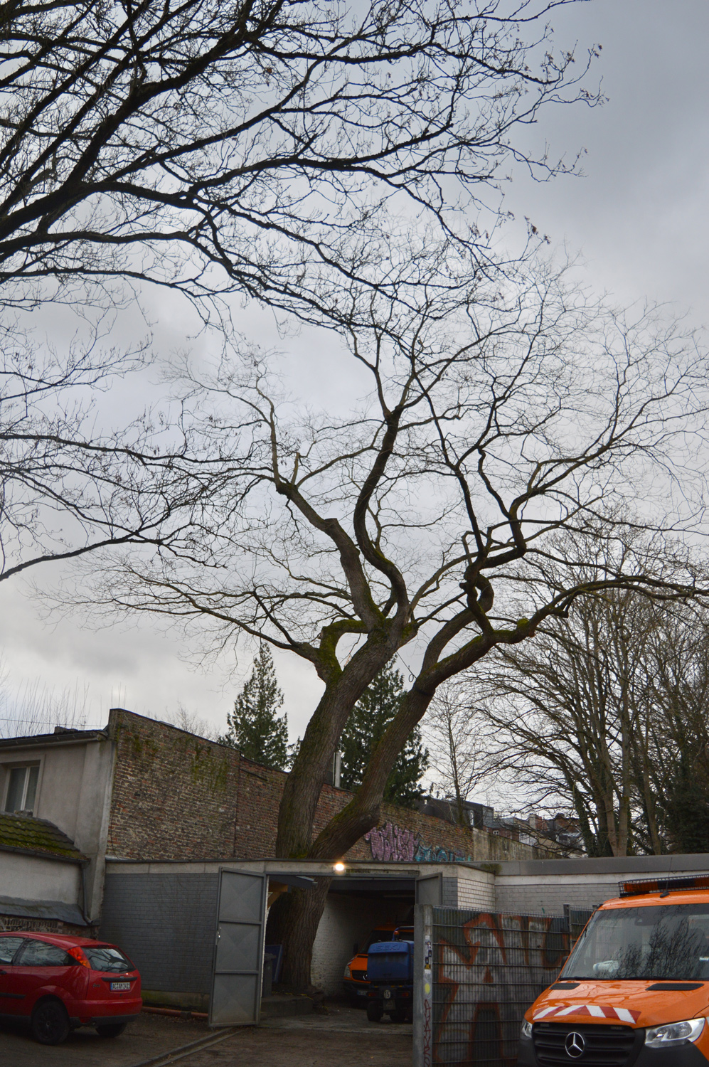 Styphnolobium japonicum - Aachen Westpark - 29.12.2021