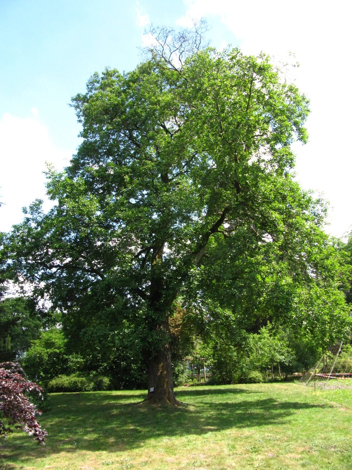 Alnus cordata - Bot. Garten Oldenburg - Mai 2025