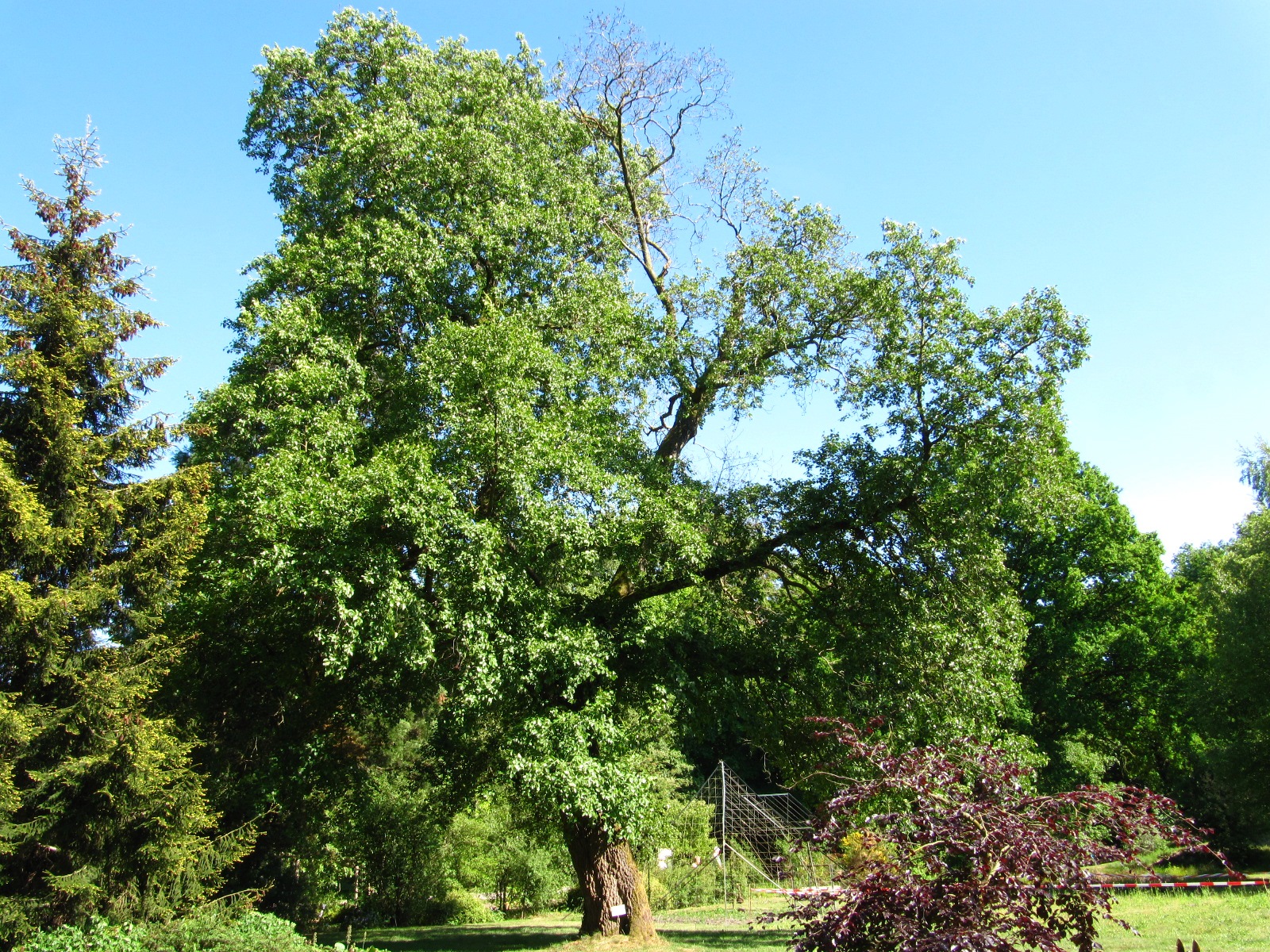 Alnus cordata - Bot. Garten Oldenburg - Mai 2025