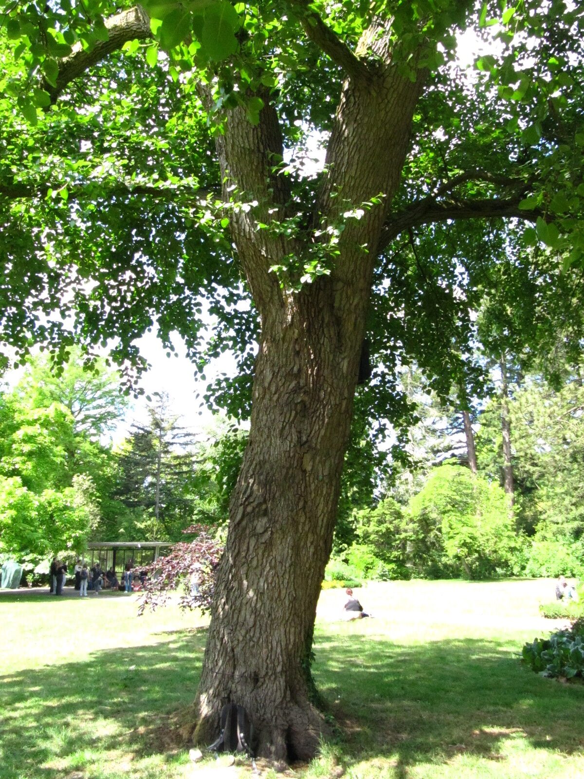 Alnus cordata - Bot. Garten Oldenburg - Mai 2025