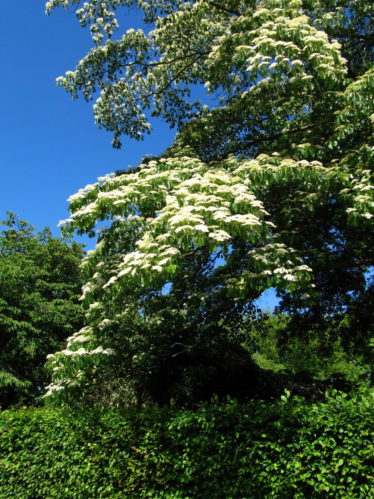 Cornus controversa - Bot. Garten Oldenburg - Mai 2025