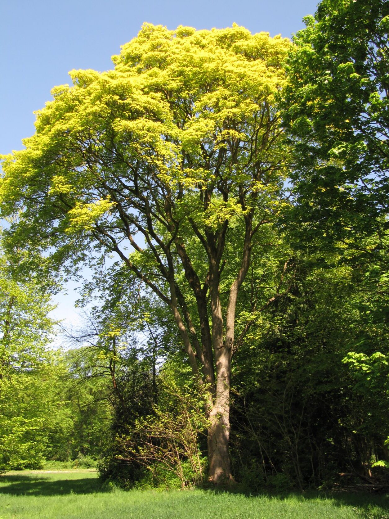 'Variegatum' Acer pseudoplatanus