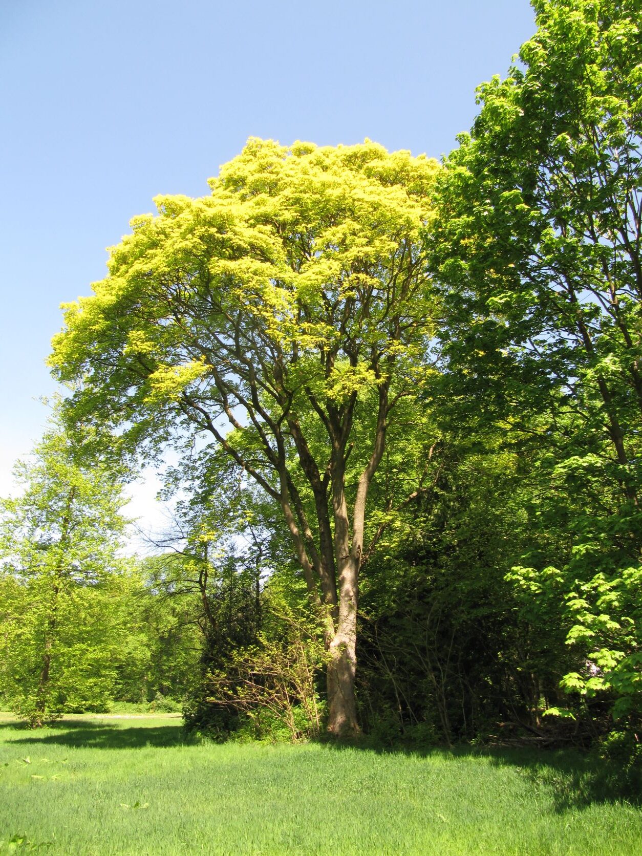 Acer pseudoplatanus 'Variegatum' - Wätjens Park Bremen Blumenthal - Mai 2022