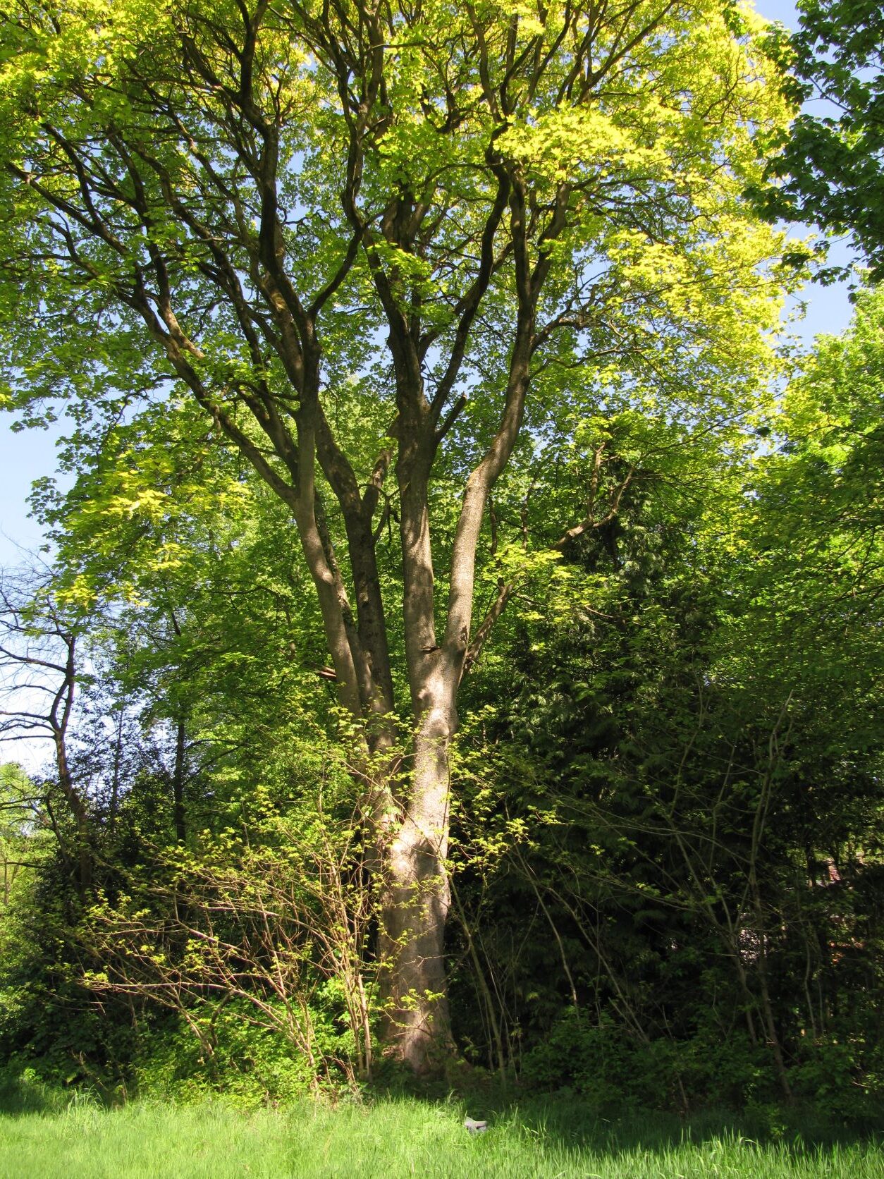 Acer pseudoplatanus 'Variegatum' - Wätjens Park Bremen Blumenthal - Mai 2022