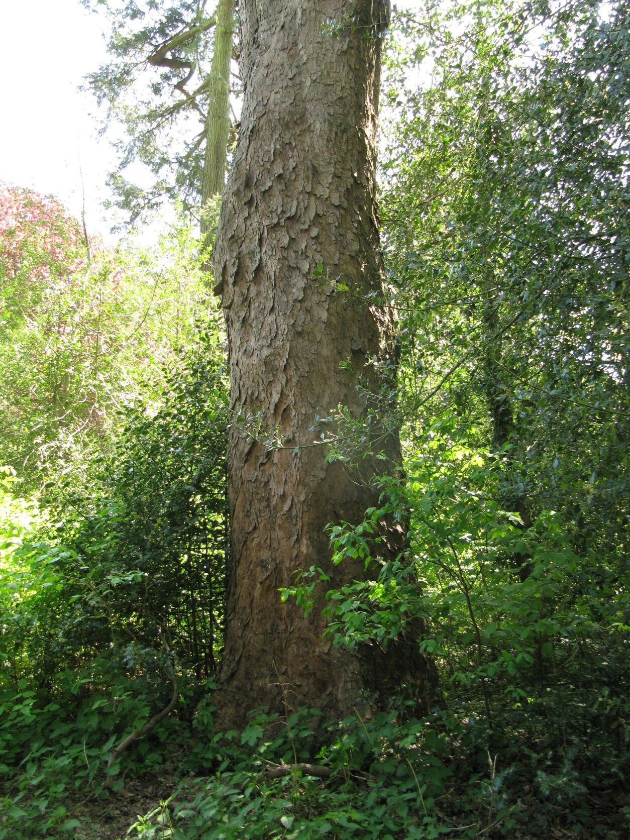 Acer pseudoplatanus