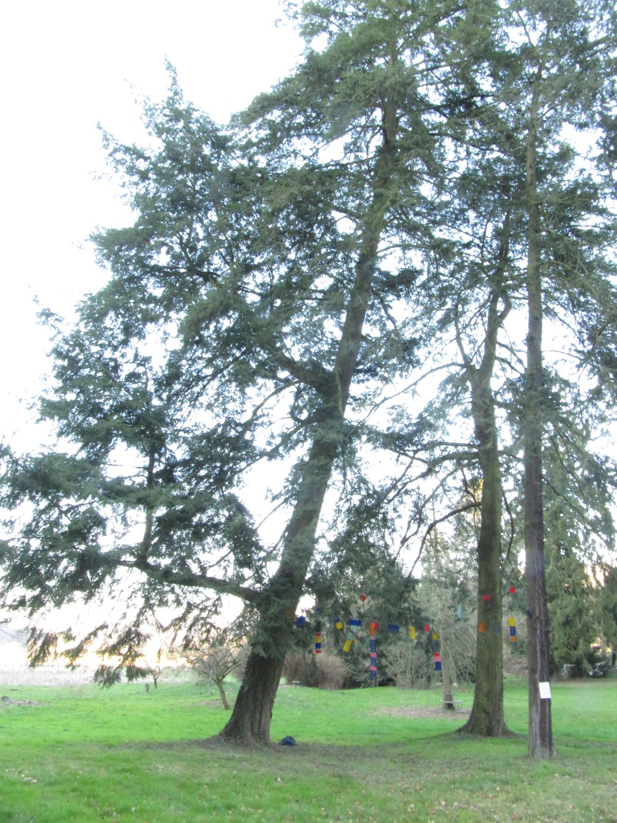 Tsuga canadensis - Namedy - Mai 2022