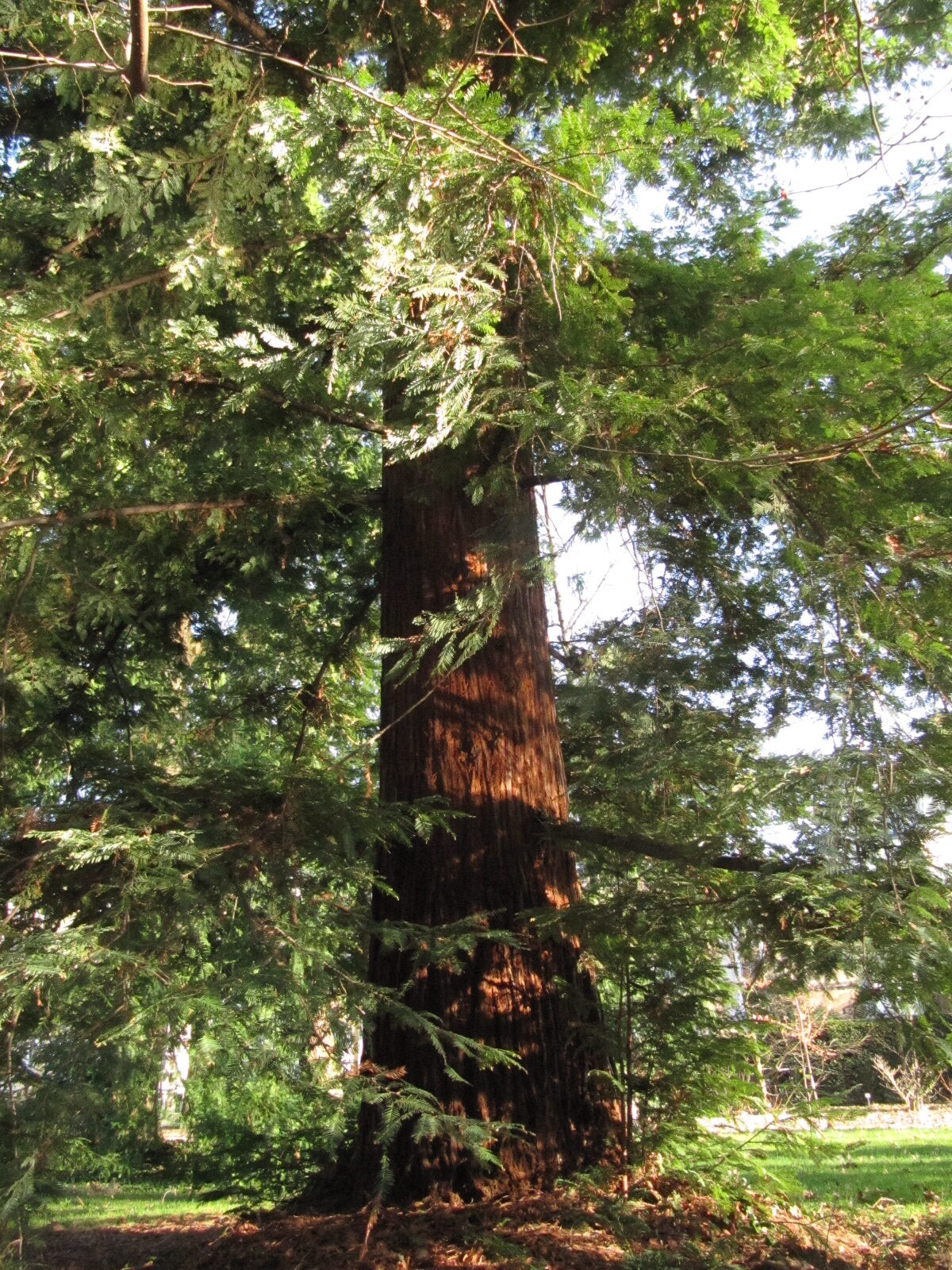 Sequoia sempervirens - Bonn - Febr. 2023