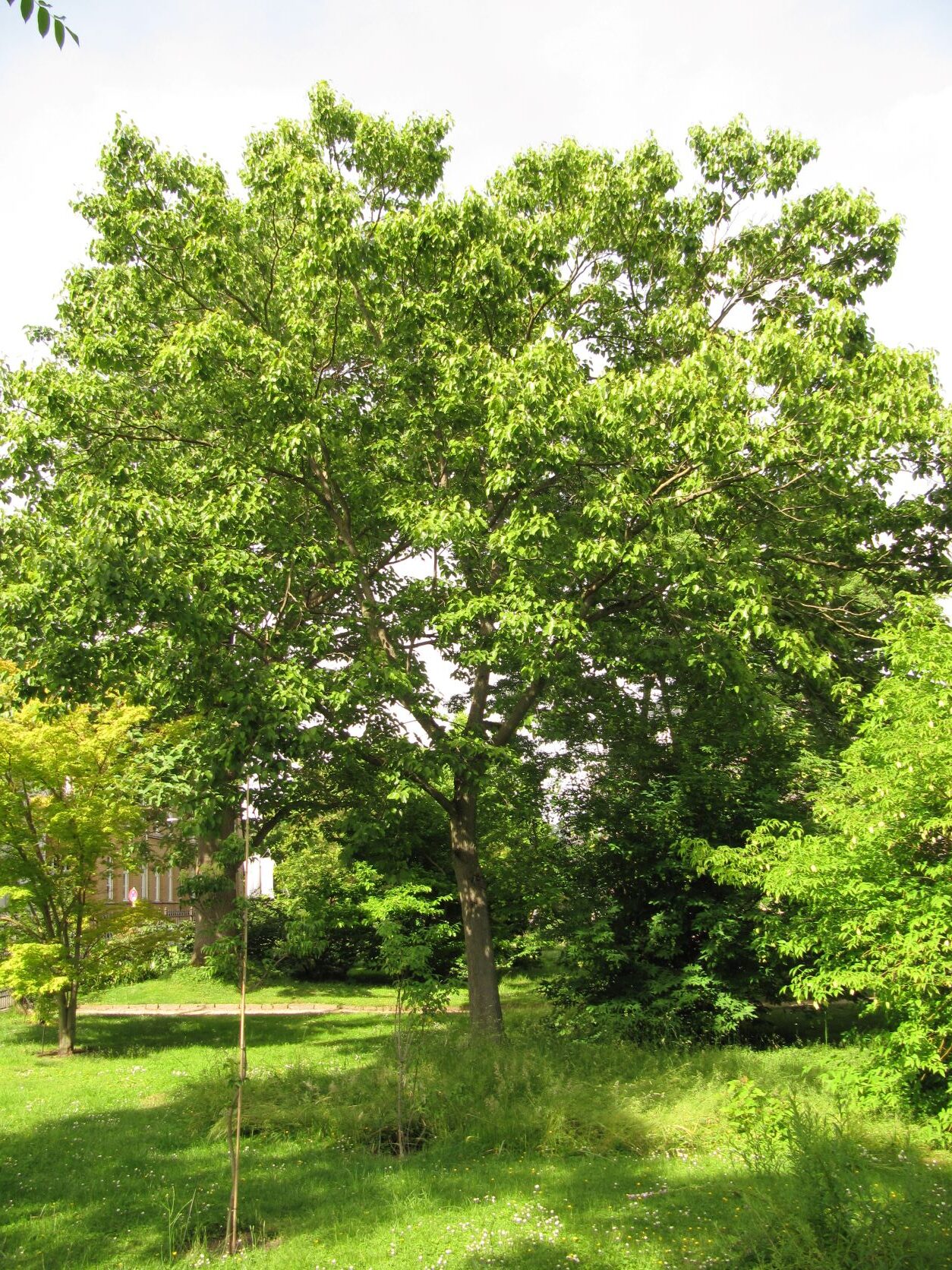 Hovenia dulcis - Bonn - Mai 2022