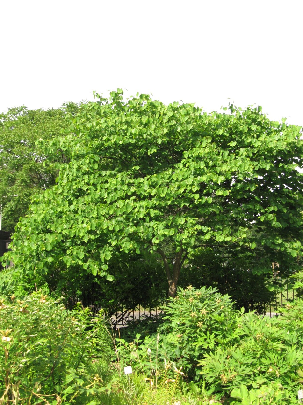 Cercis griffithii - Bonn - Mai 2022