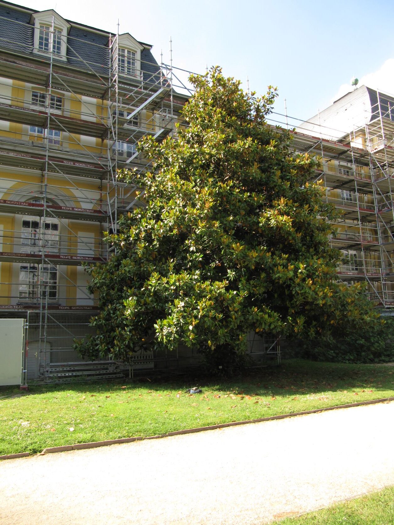 Magnolia grandiflora 'Galisonnière' - Bonn - Mai 2022