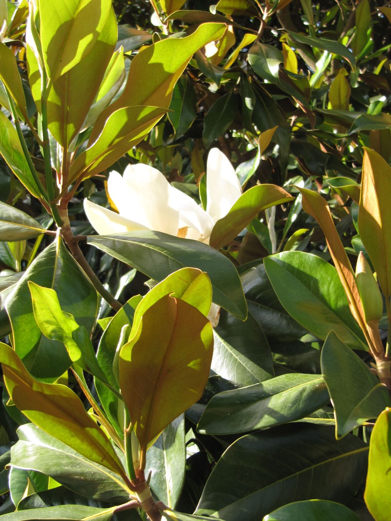 Magnolia grandiflora 'Galisonnière' - Bonn - Mai 2022
