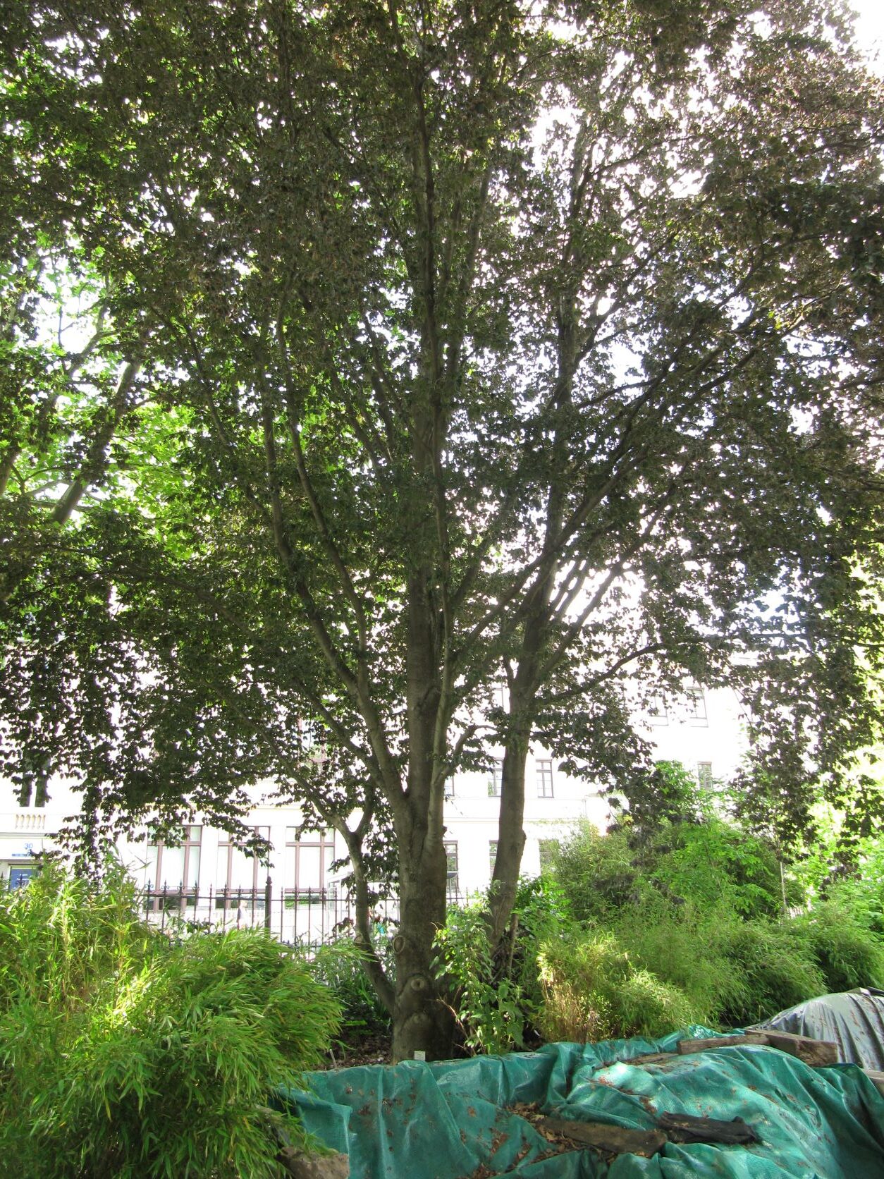 Fagus sylvatica 'Rohanii' - Bonn - Mai 2022