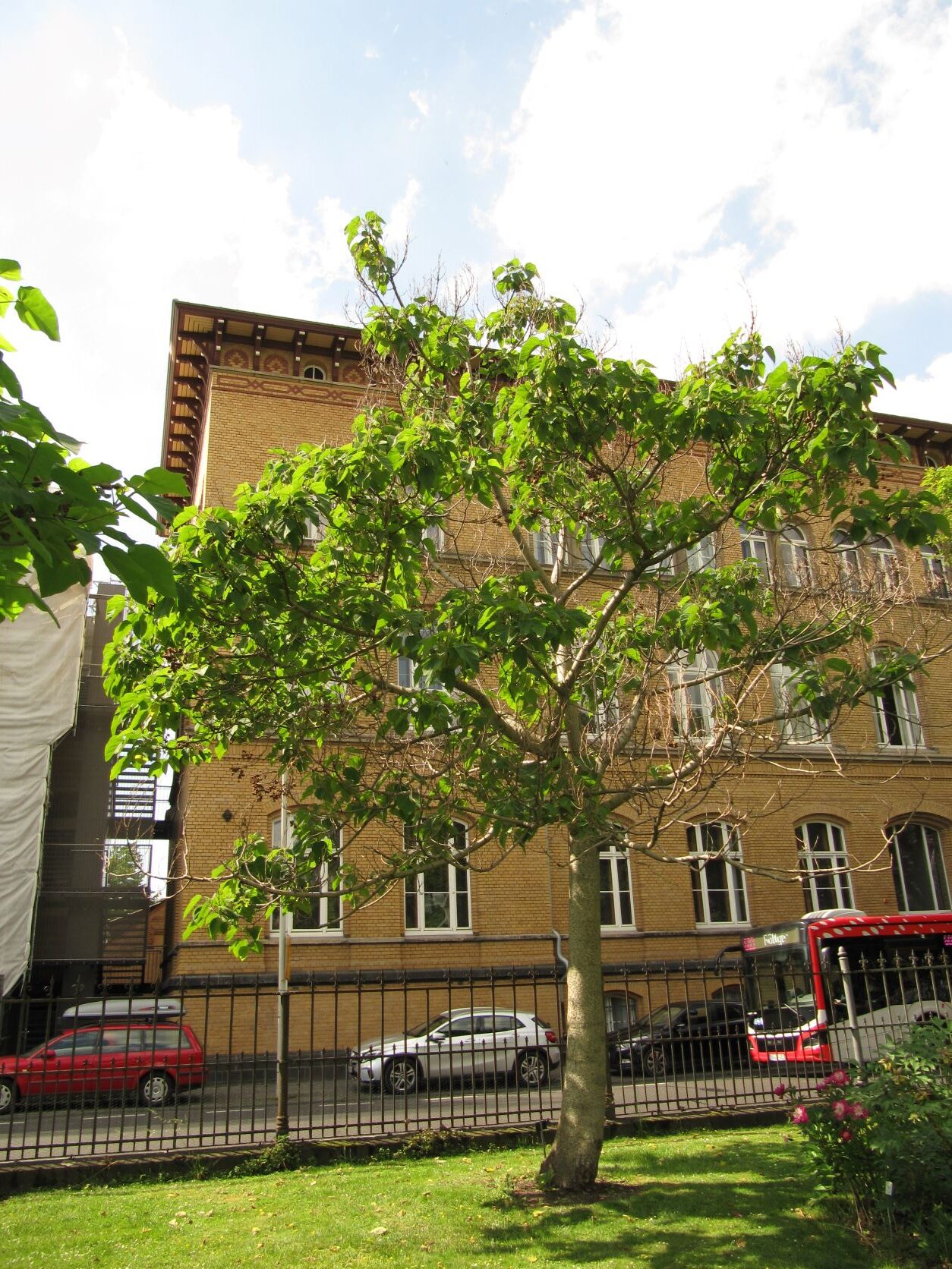 Paulownia kawakami - Bonn - Mai 2022