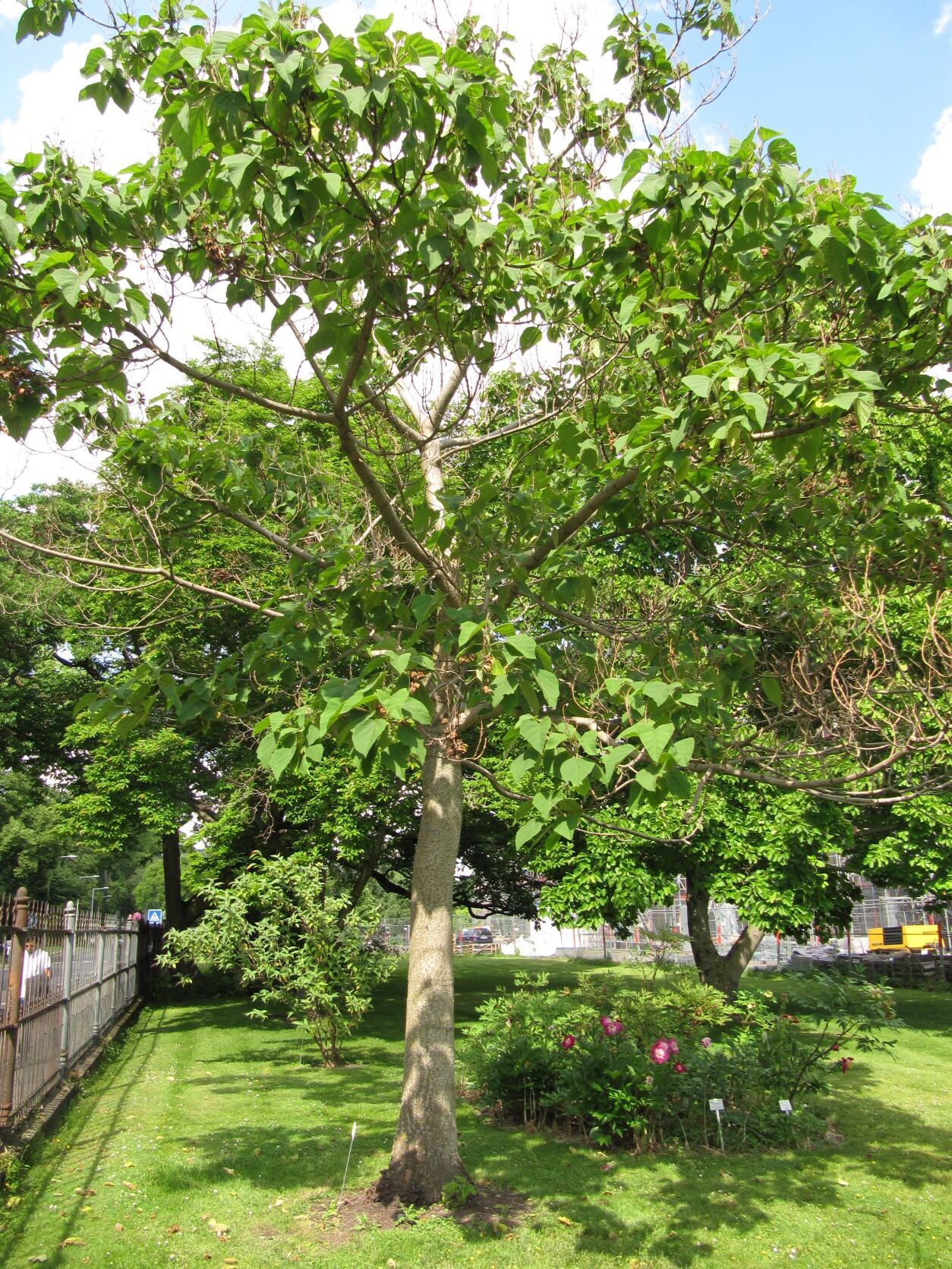 Paulownia kawakami - Bonn - Mai 2022