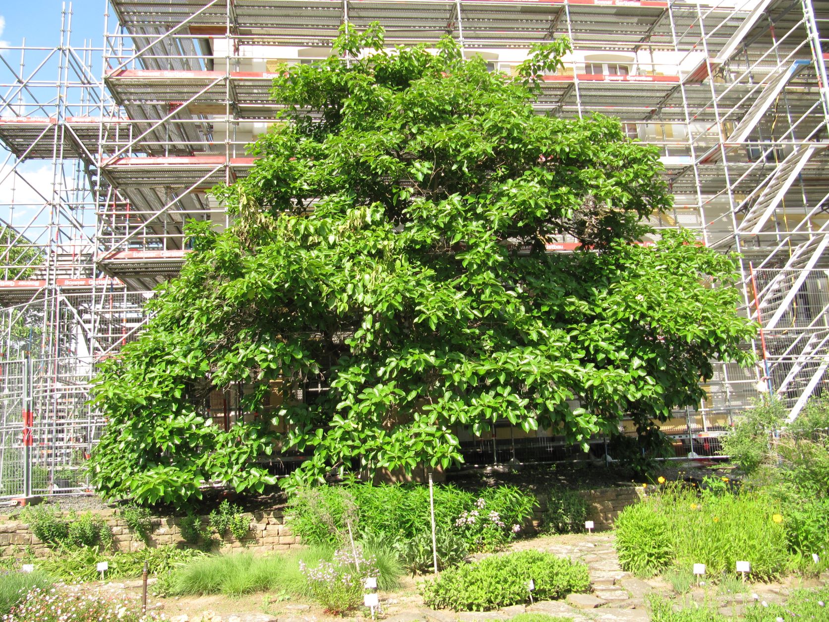 Ehretia dicksonii - Bonn - Mai 2022