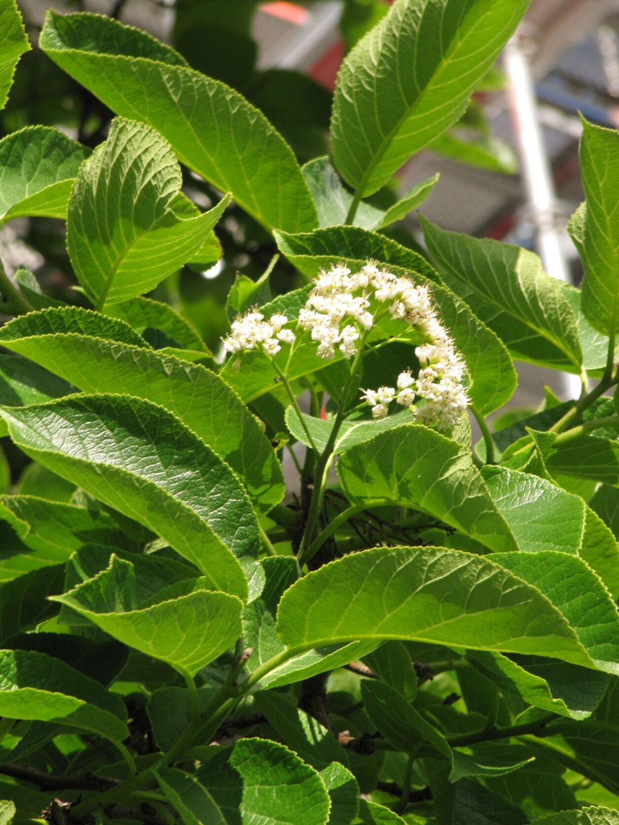 Ehretia dicksonii - Bonn - Mai 2022