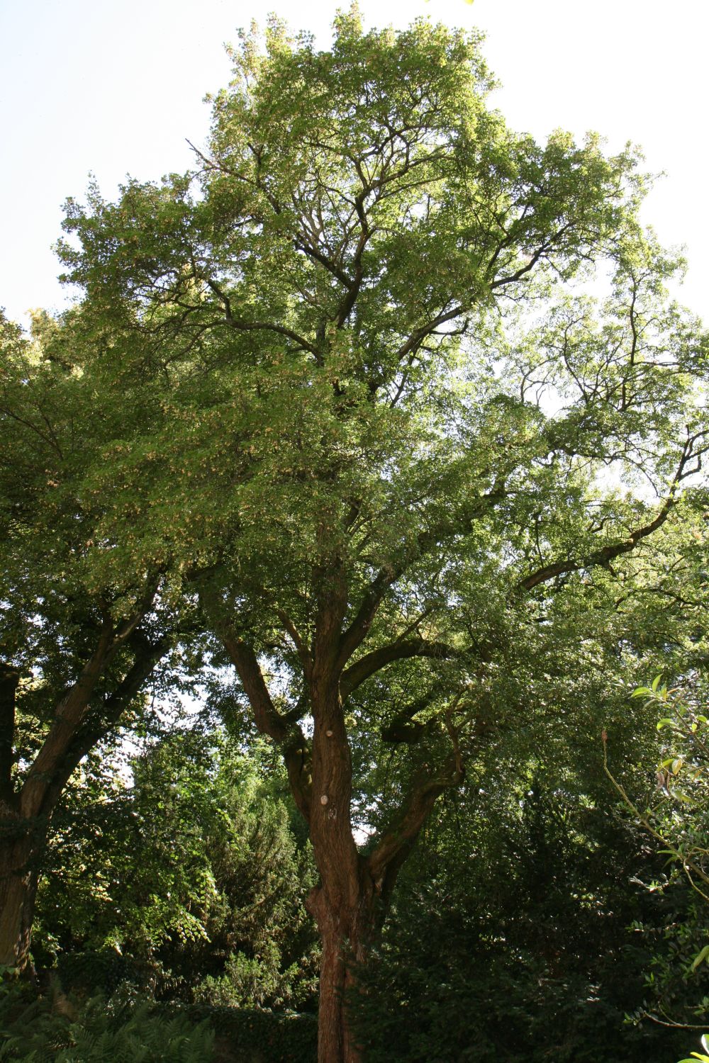 Acer monspessulanum