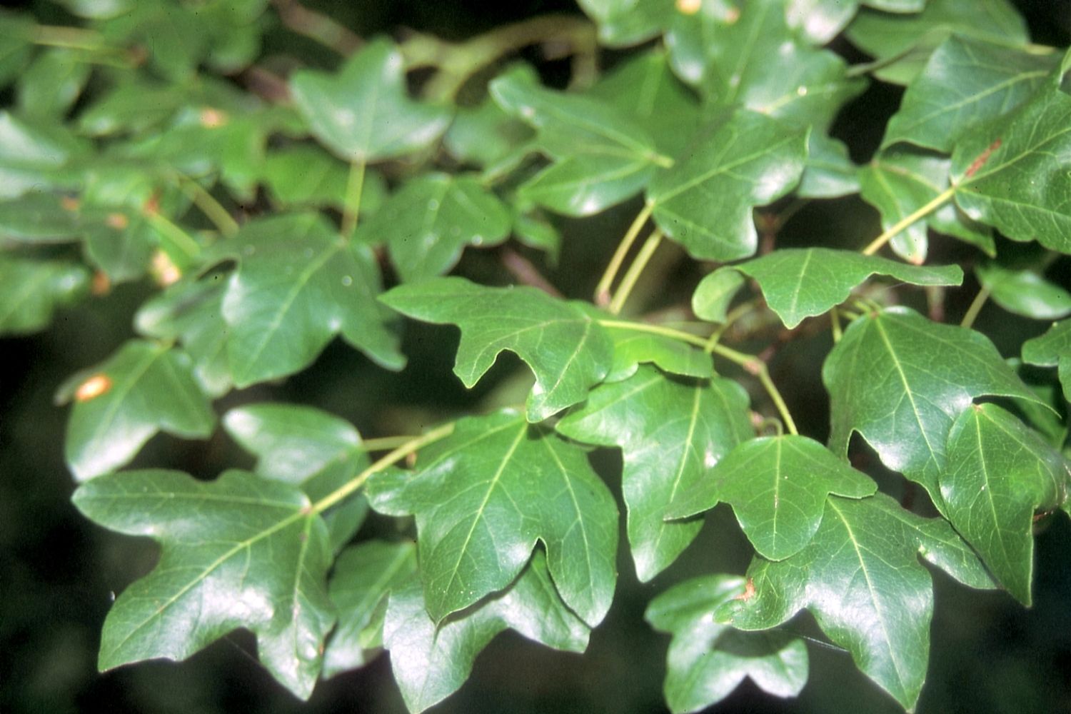 Acer monspessulanum - Park der Abtei Rommersdorf, Heimbach-Weis, Neuwied