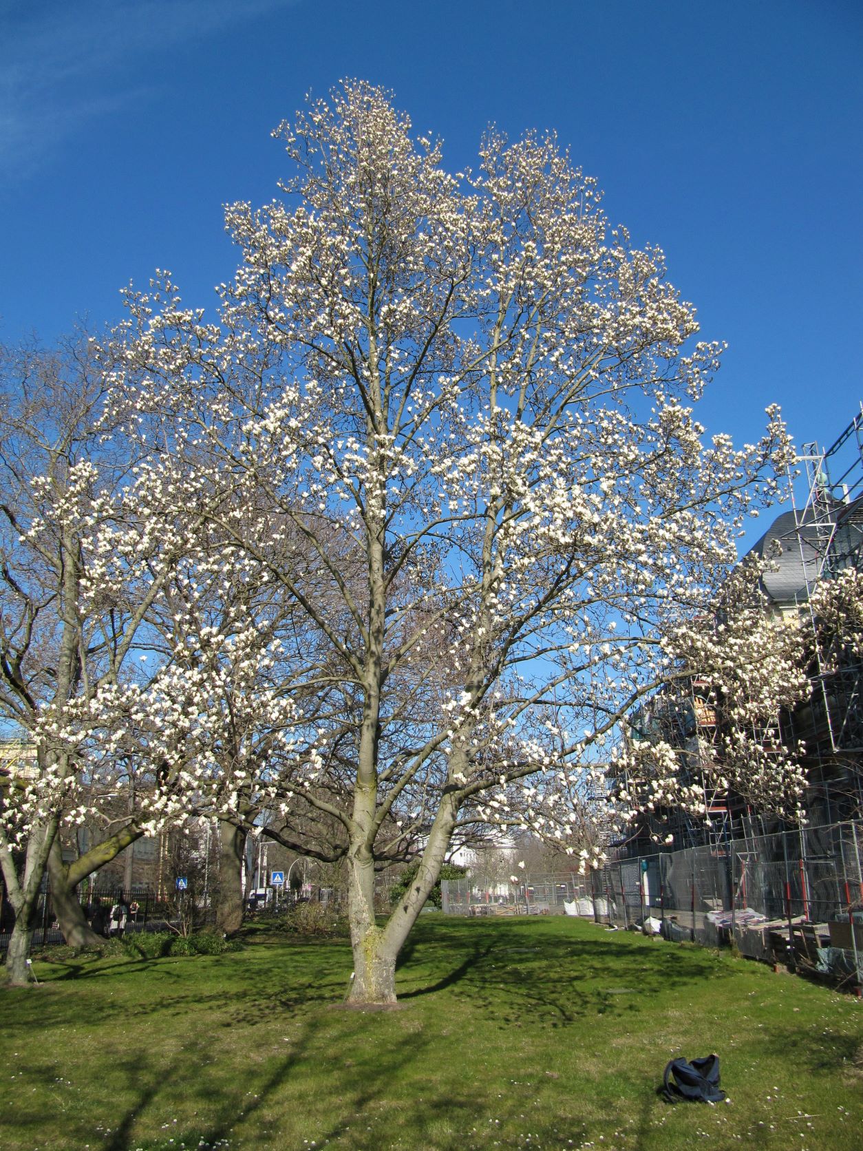 Magnolia denudata - Bonn - März 2022
