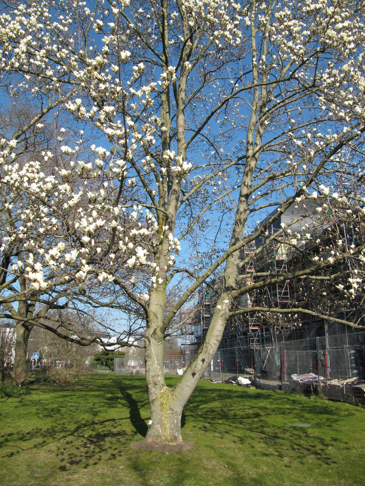 Magnolia denudata - Bonn - März 2022