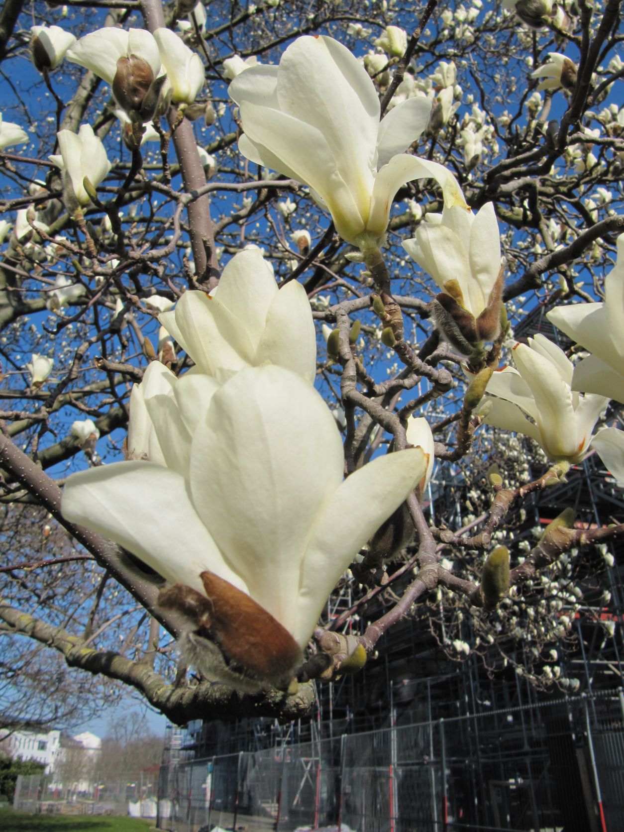 Magnolia denudata - Bonn - März 2022