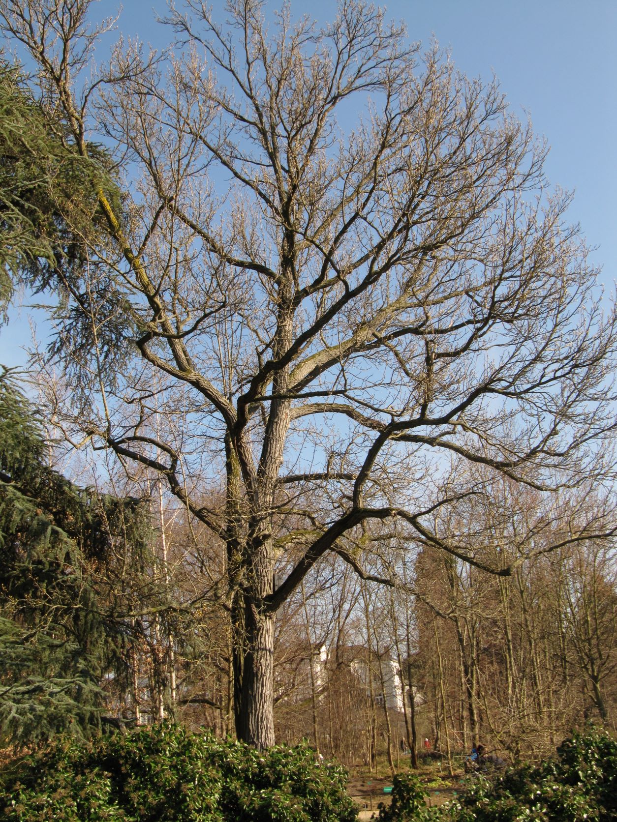 Liquidambar styraciflua - Bonn - März 2022