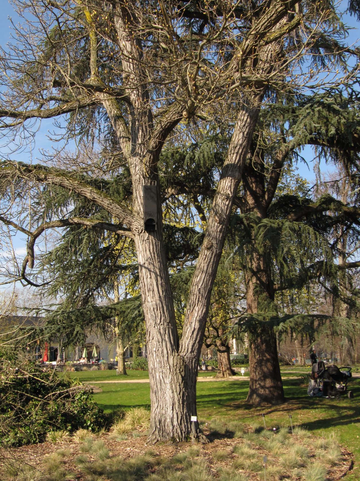 Liquidambar styraciflua - Bonn - März 2022