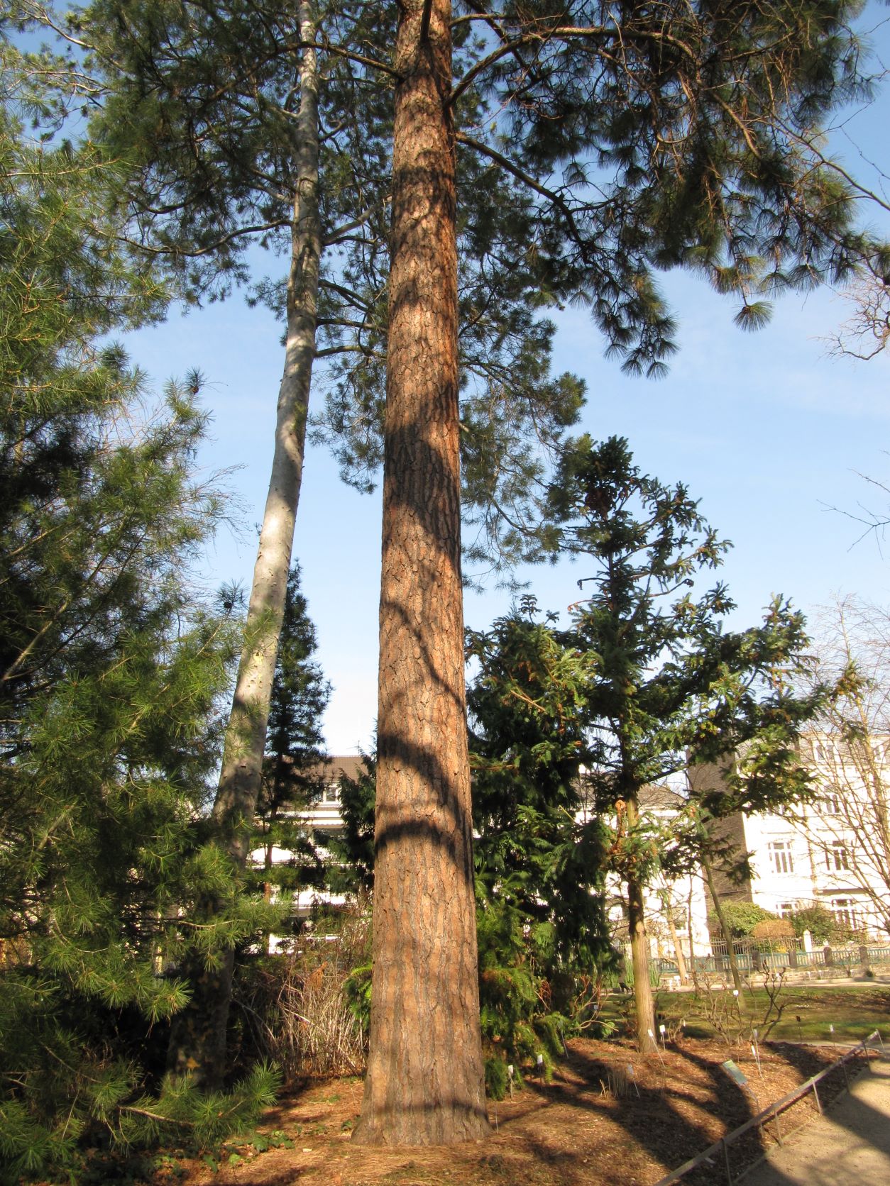 Pinus ponderosa - Bonn - März 2022