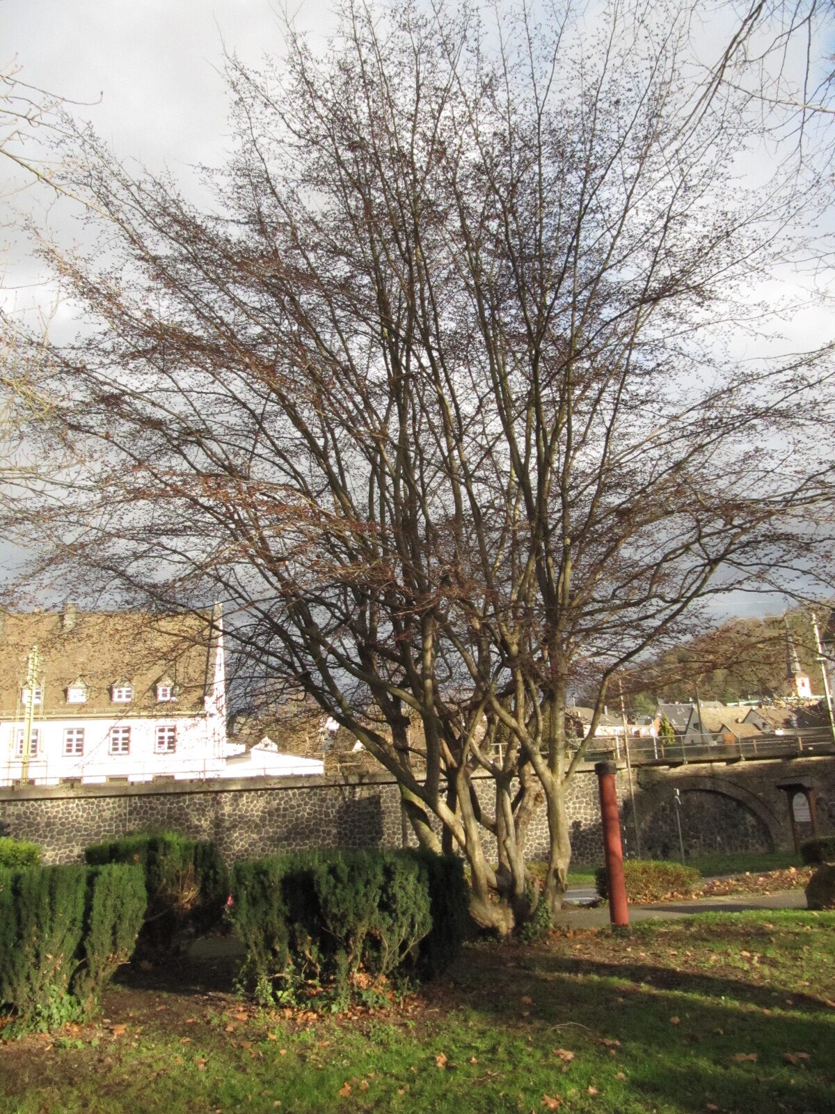 Parrotia persica - Linz - Jan. 2023