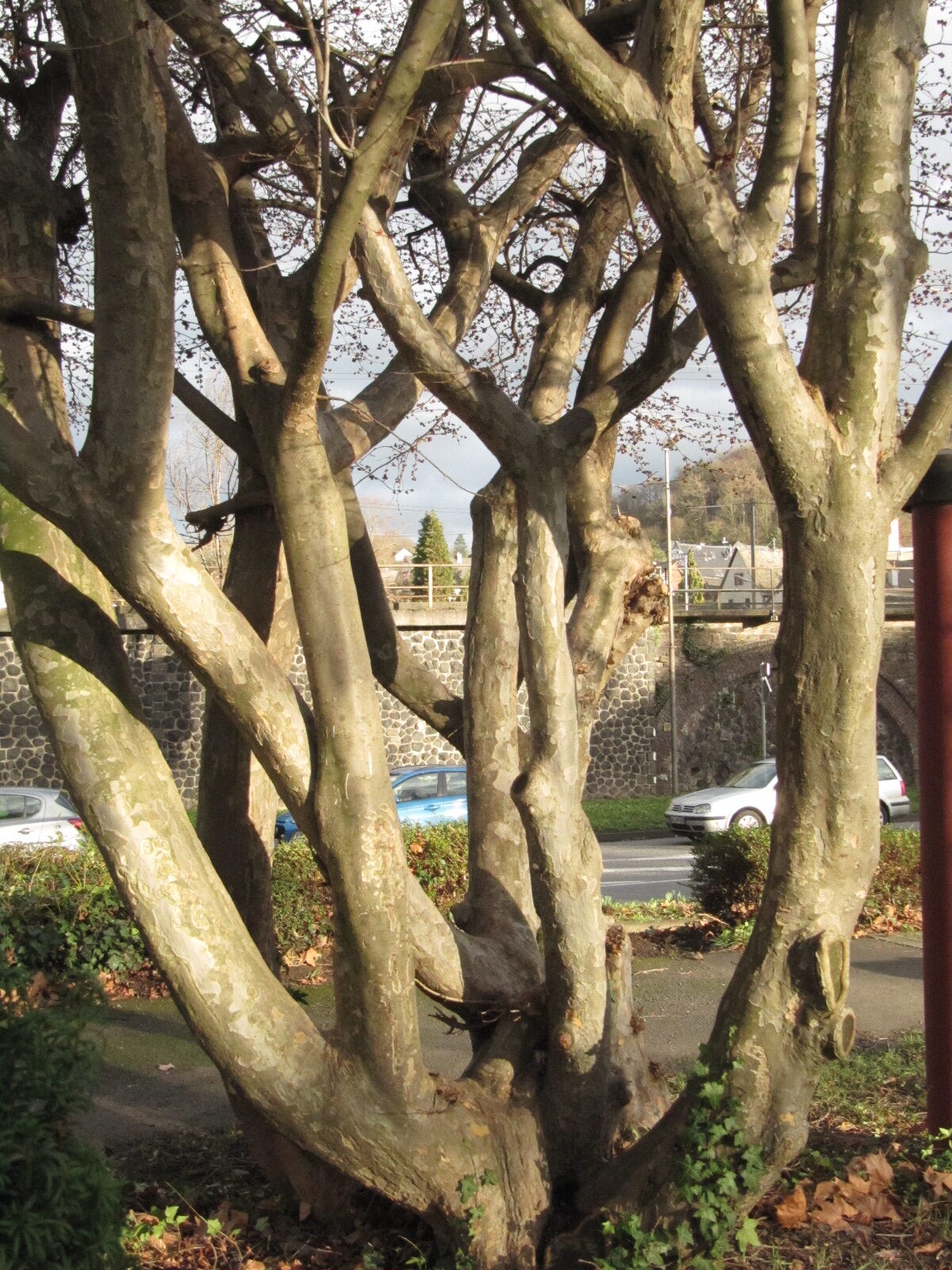 Parrotia persica - Linz - Jan. 2023