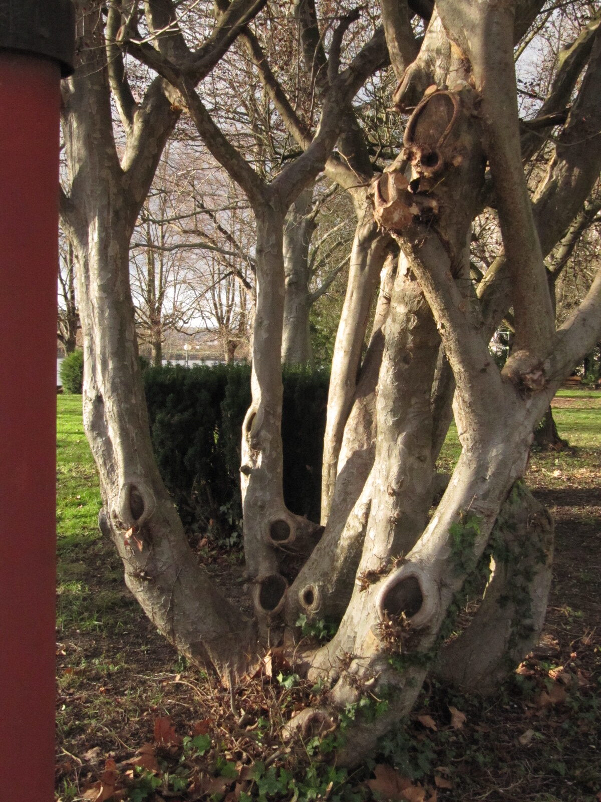 Parrotia persica - Linz - Jan. 2023