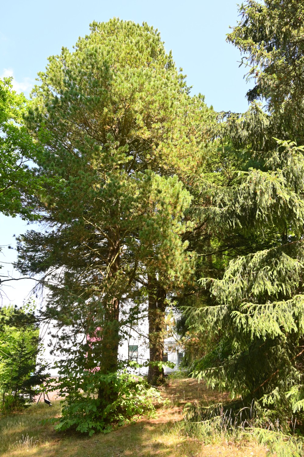 cembra Pinus