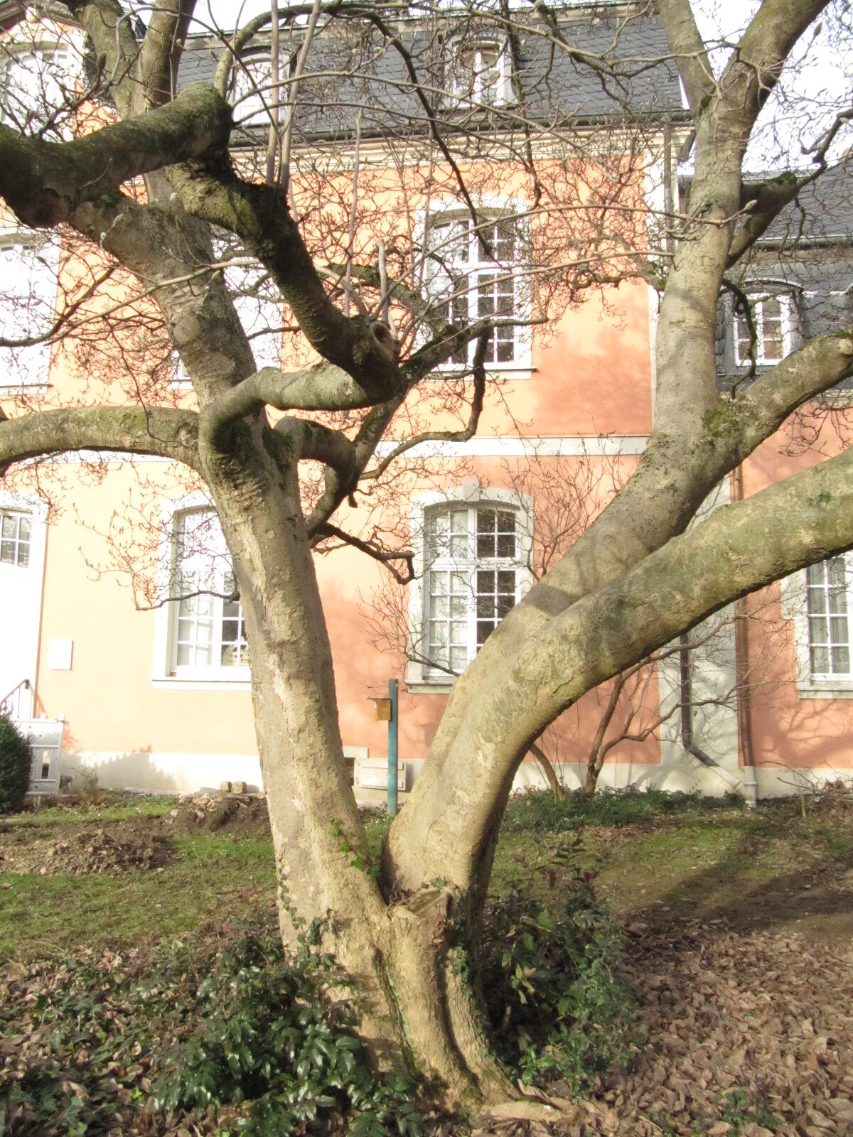 Magnolia x soulangeana - Ahrweiler Jan. 2023