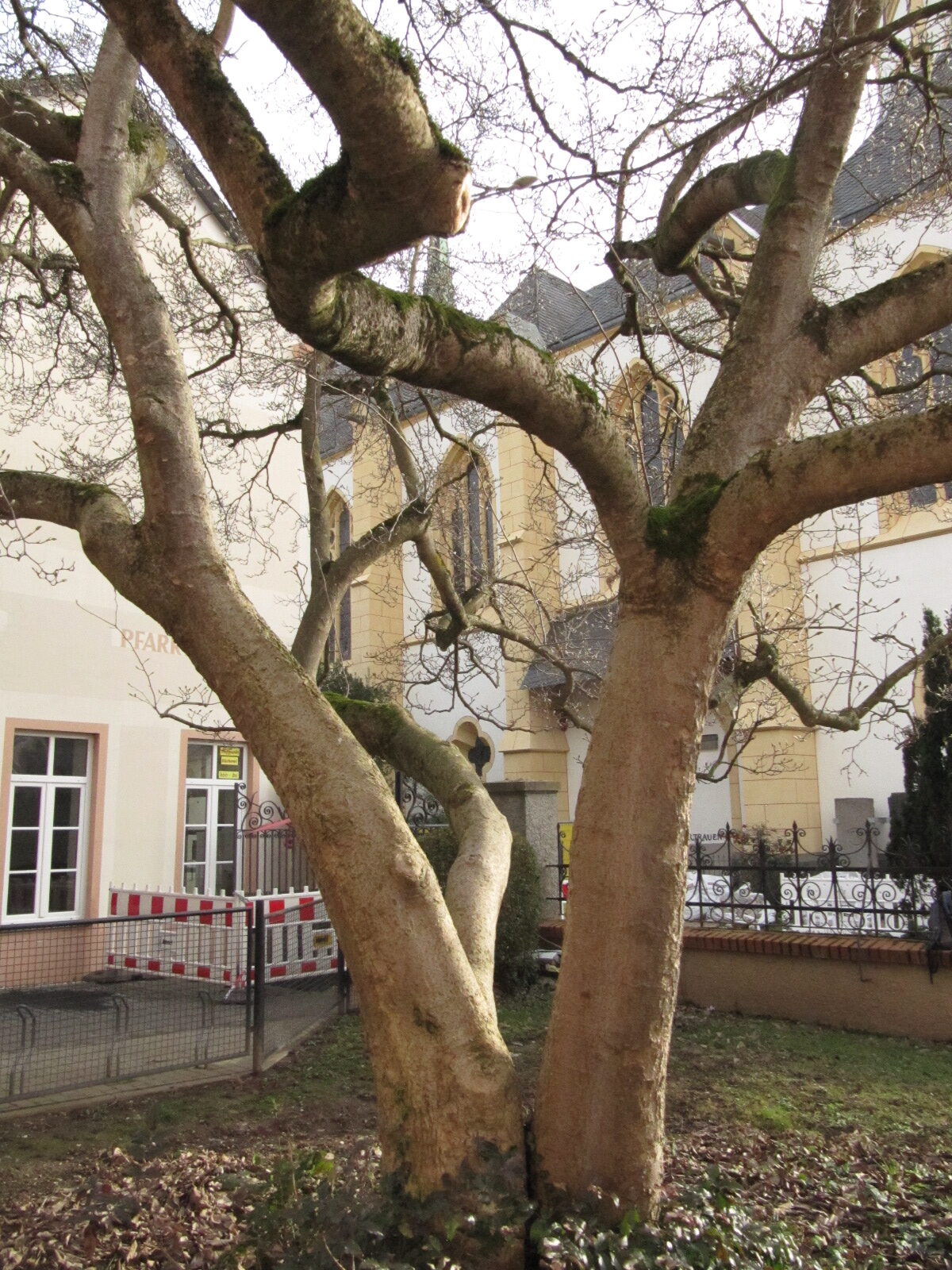 Magnolia x soulangeana - Ahrweiler Jan. 2023